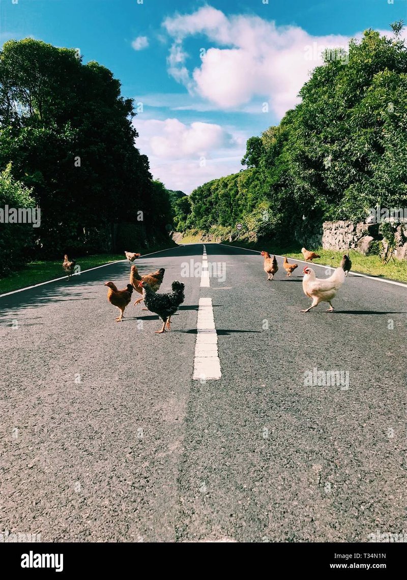 Chicken road jeu d'argent, jeu chicken road