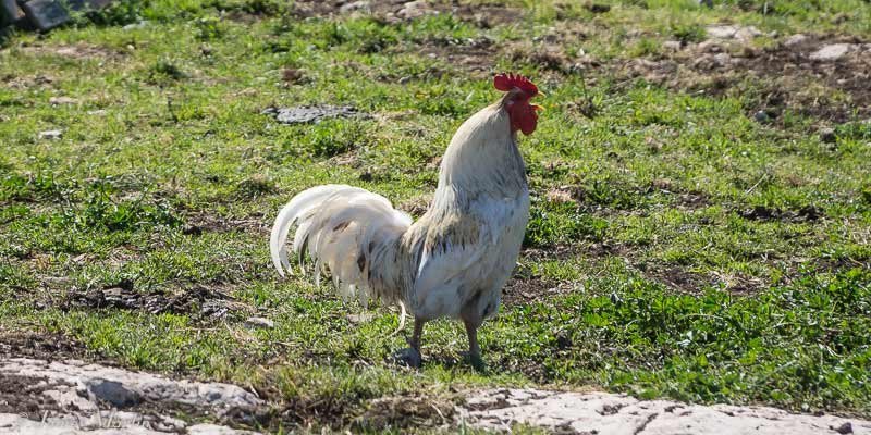 Chicken road demo - Scopri la vera storia di Chicken Road, il gioco d'azzardo italiano originale